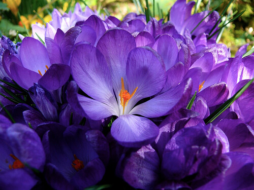 Large flowering blue - 50, x
