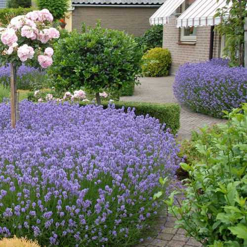Large lavender plants bee - lavender,