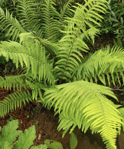 Large dryopteris atrata - 5,