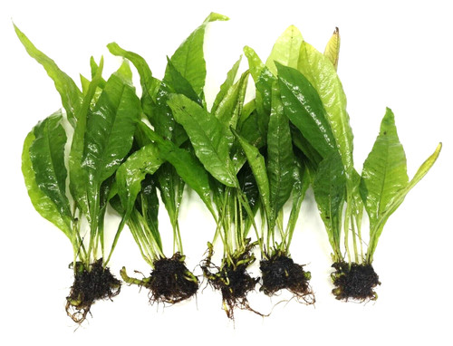 Java fern large - 5x, "large"