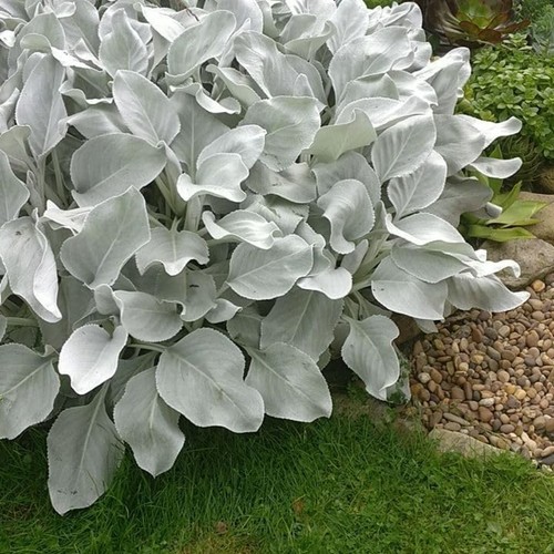 Large senecio angel wings - 1,