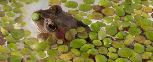 Duckweed 1 x - duckweed,