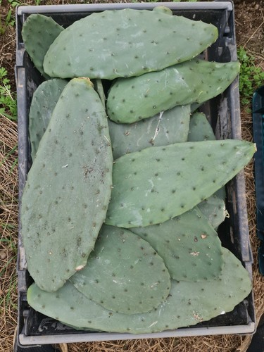 Large opuntia ficus - large,