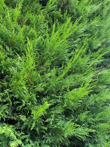 10x large 5ft green - 4-5ft,