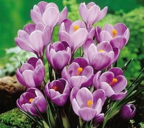 Large flowering purple - 50, x