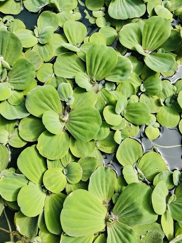 Large water lettuce - 5x,