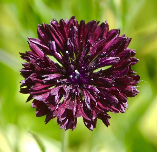 600x large black - large, ball