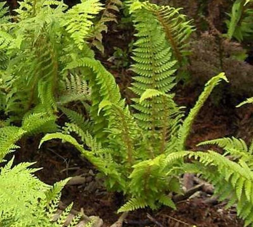 Large dryopteris atrata - large,