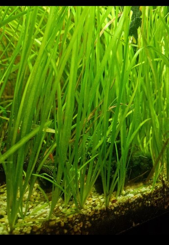 Large medium stems - x6,