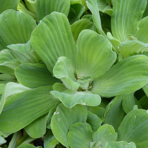 Large water lettuce - 3, x