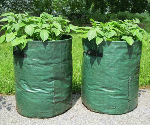 Large potato grow bags - potato,